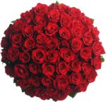 75 Red Roses Bouquet - Responsibly Sourced Roses Fresh Flowers - Hand-Picked Flowers Fresh Bouquet for Valentine's Day, Birthday & Special Occasions (3 Bunches of 25 Stems)