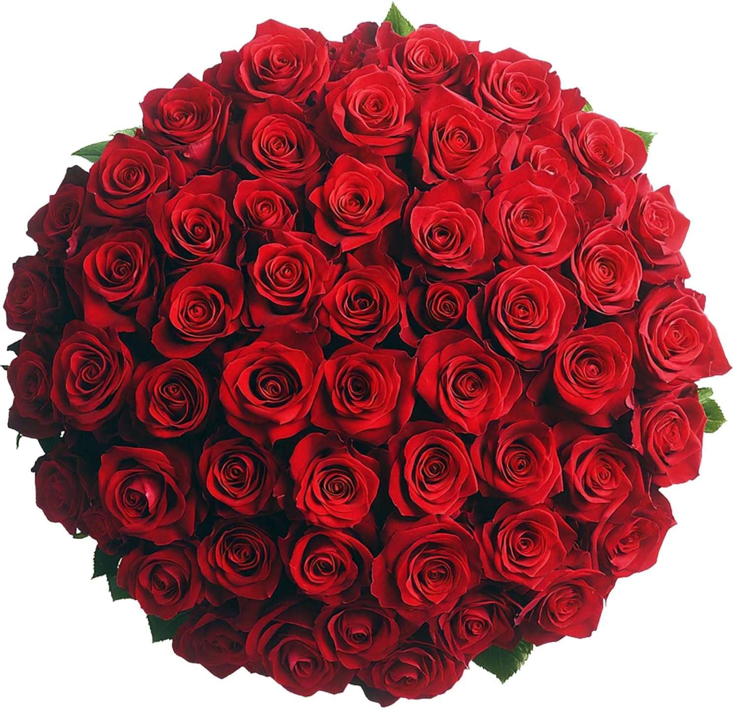 71BQXzG2HfL._AC_SL1500_.jpg 75 Red Roses Bouquet - Responsibly Sourced Roses Fresh Flowers - Hand-Picked Flowers Fresh Bouquet for Valentine's Day, Birthday & Special Occasions (3 Bunches of 25 Stems) - Image 1